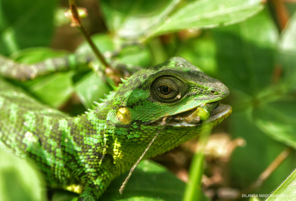 Calotes pethiyagodai Amarasinghe, Karunarathna, Hallermann, 2014